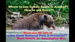 Alaskan Grizzly Bear, Black Bear Family | Lake Clark National Park & Preserve | Wildlife in Alaska