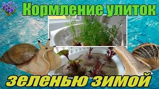 Гигантская улитка ахатина (Achatina ). Питание зеленью из отходов овощей зимой.