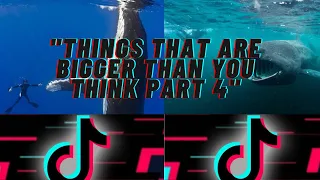 | Things That Are Bigger Than You Think on TikTok Compilation #4 |