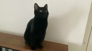 Cat staring into the void