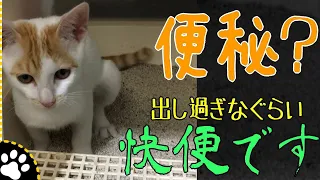 清々しいぐらい快便のソラちゃんトイレ ※ただの猫トイレ動画です