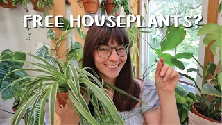 5 Houseplants You Should NEVER Pay For | How to Get Plants For FREE