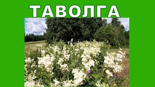 Таволга