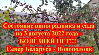 Состояние виноградника и сада на 3 августа 2022 года - БОЛЕЗНЕЙ НЕТ!!!  Север Беларуси - Новополоцк