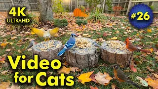 4K TV For Cats | Fall Festivities | Bird and Squirrel Watching | Video 26