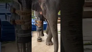 Elephant gets a prosthetic leg made for her after stepping on a landmine 🐘