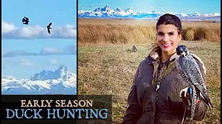 Falconry | Early Season Duck Hunting with Peregrine Falcon