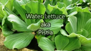 Water Lettuce Care & Info Pistia