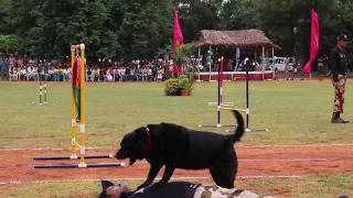 CPR by Dog Squad CISF Hyderabad #dog #force #cisf #demo