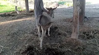 Donkey Ready for......with Buffalo in village 😱😱...