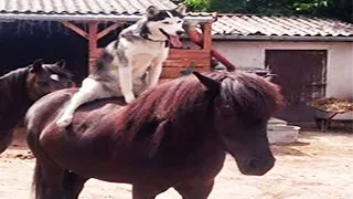 New Funny Animals. Funniest Cats and Dogs Videos 😺🐶  #57