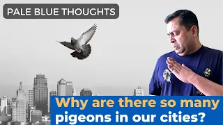 Why are there so many pigeons in cities ? | Pale Blue Thoughts