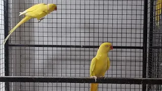 yellow Ringneck Breeding pair ||Ringneck Beautiful Sounds ||Talking Parrot ##viralvideo #video