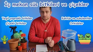 İç mekan süs bitkileri ve çiçekler | Yeşil yapraklı bitkiler | Çiçekli bitkiler | Sukulentler