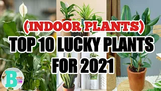 TOP 10 LUCKY PLANTS FOR 2021 (INDOOR PLANTS) #shorts