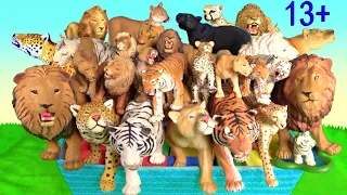 Big Cat Week 2020 - Lion, Tiger White Lion, White Tiger, Jaguar, Leopard, Panther, Cheetah Puma 13+