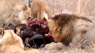 Red Road Male Dominates 20 Lions at Buffalo Kill | The Virtual Safari #114