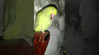 #parrot