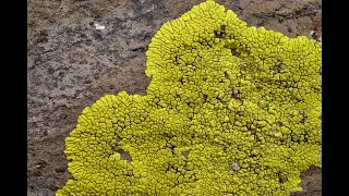 Lichens: What They Are and Where They Grow