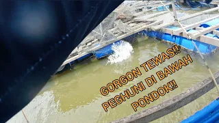 vlog#244 TRIP BALAS DEMDAM!!..SAMPAI PATAH ROD PADU!!#sangkarsgudang #fishing