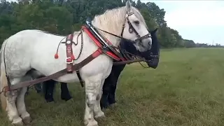 💪🏻КІННІ ЗМАГАННЯ В ЧЕХІЇ 🇨🇿🇨🇿🇨🇿 💣💣💣🔥🔥🔥/ЧАСТИНА 1/ДАЛІ БУДЕ..