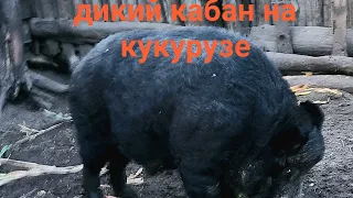 ДИКИЙ КАБАН НА КУКУРУЗЕ