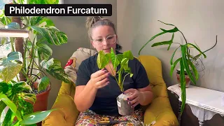 Ecuagenera US Unboxing! 3 New Philodendrons