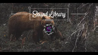 Bear Sniffing and Moaning - SOUND EFFECT | COPYRIGHT FREE