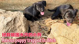 Two puppies were trapped in a ditch for many days and almost starved to death.