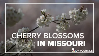 When to see cherry blossoms at Missouri Botanical Garden