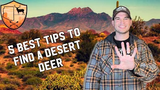 The BEST TIPS to FIND and potentially HARVEST a Desert Mule Deer!