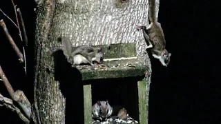 Flying Squirrels -  The Most Amazing Animals People Rarely See