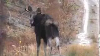 Maine moose