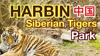 HARBIN HEILONGJIANG🇨🇳 SIBERIAN TIGER PARK||HALF DAY TOUR