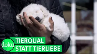 Illegaler Welpenhandel - Wer verdient am Hundeboom? | WDR Doku