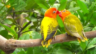 Lovebird Chirping Sounds - Euwing Gold Opaline & Pastel Green Opaline