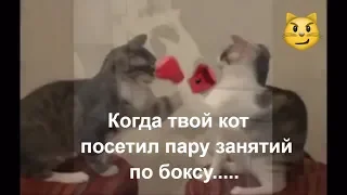 Как дерутся Коты. Убойное видео прикол. /How cats fight