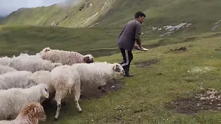 Shepherd Life in Nepal•2||Salt feeding||At Pupal Rukum East||2080•2023||Himalayan Lifestyle.