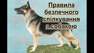 Домашні улюбленці. Правила безпечного спілкування з собакою. #собака #тварини