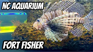 North Carolina Aquarium Tour At Fort Fisher / What To Expect On Your Visit