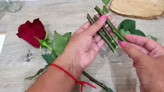 Как укоренить розы из букета: АЛОЭ ВЕРА - секрет успеха!