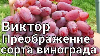 Преображение.Виктор. - сорта винограда селекции Крайнова В.Н.