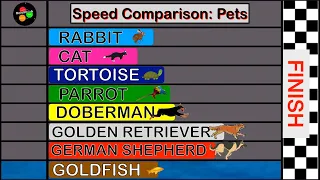 Speed Comparison | Popular Family Pets (Race Simulation)