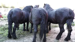 Caii lui Nuțu Dunca de la Oncești - Maramureș