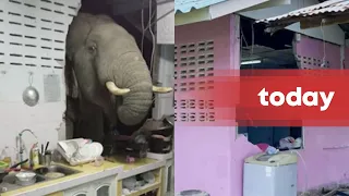 Elephant breaks into Thai family's house