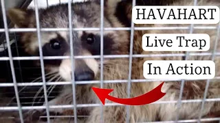 Live trap caught a RACCOON-HAVAHART 1085 US made trap**AWESOME**!