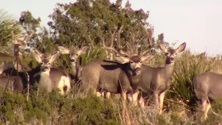 West Texas Desert Mule Deer