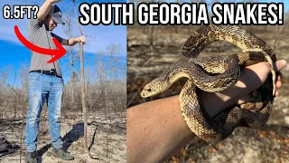 South Georgia Snake Surveys! Pine Snake, Eastern Indigo, and More!