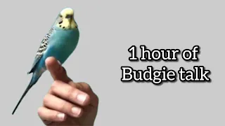 An hour of talking budgie Raisin  ~  compilation of his videos