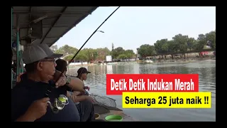 Detik2 Amplop Indukan Merah seharga 25 jt naik!!